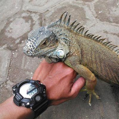 Наручные часы  Casio  G-Shock Casio GW-9400-1E (фото 15)